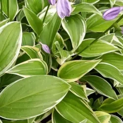 Funkia (hosta) GINKO CRAIG - sadzonki
