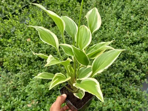 Funkia (hosta) GINKO CRAIG - sadzonki w doniczkach P11