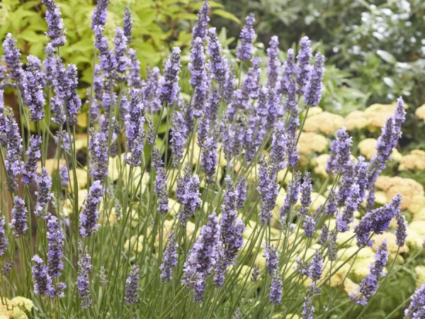 Lawenda pośrednia SENSATIONAL - sadzonki