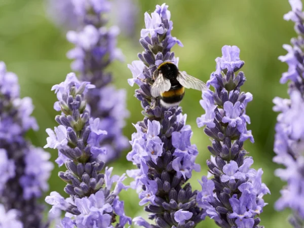 Lawenda pośrednia SENSATIONAL - sadzonki