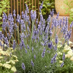 Lawenda pośrednia SENSATIONAL - sadzonki