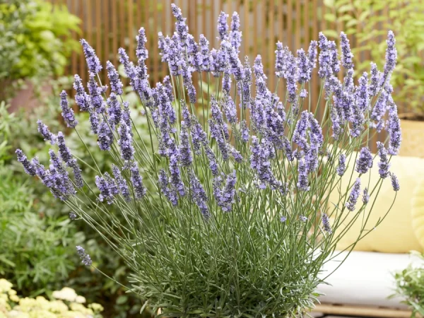 Lawenda pośrednia SENSATIONAL - sadzonki