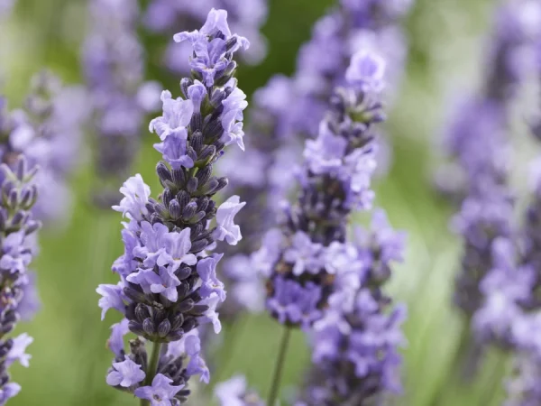 Lawenda pośrednia SENSATIONAL - sadzonki