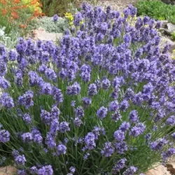 Lawenda wąskolistna THUMBELINA LEIGH