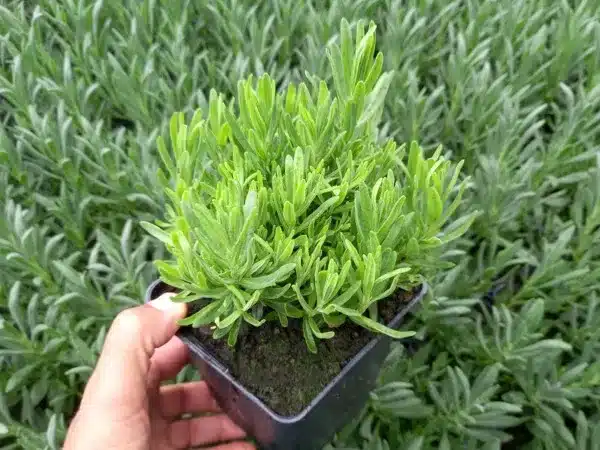 Lawenda wąskolistna THUMBELINA LEIGH - sadzonki w doniczkach P11