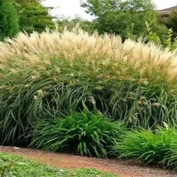 Miskant chiński YAKA DANCE - sadzonki