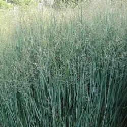 Proso rózgowate HEAVY METAL - sadzonki