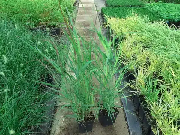 Proso rózgowate NOSFERATU - sadzonki w doniczkach P11