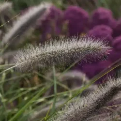 Rozplenica japońska NATIONAL ARBORETUM - sadzonki