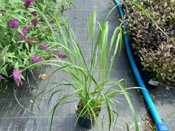 Rozplenica japońska NATIONAL ARBORETUM - sadzonki w doniczkach C2