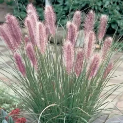 Rozplenica japońska RED HEAD - sadzonki