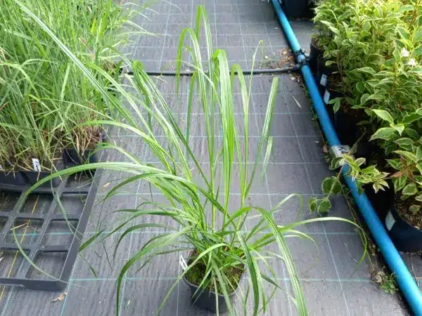 Rozplenica japońska RED HEAD - sadzonki w doniczkach C2