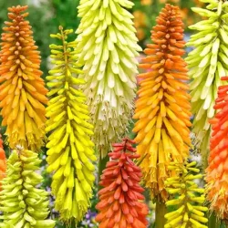 Trytoma groniasta FLAMENCO - sadzonki