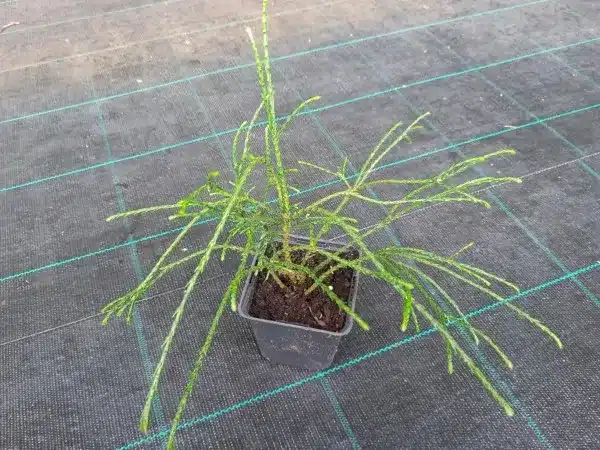 Żywotnik olbrzymi WHIPCORD - sadzonki w doniczkach P9