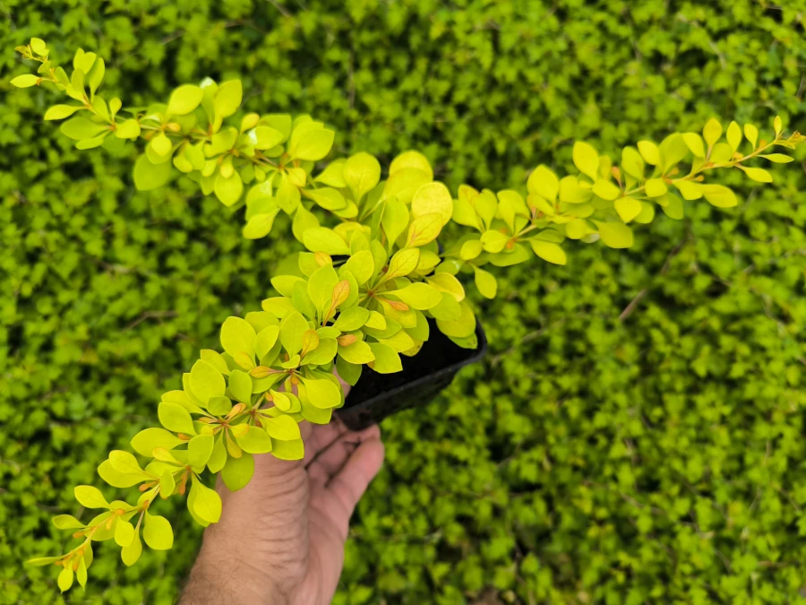 Berberys thunberga GOLDEN CARPET - sadzonki w doniczkach P9