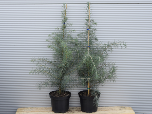 Cedr himalajski - sadzonki w doniczkach C3