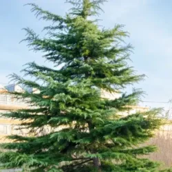 Cedr himalajski - sadzonki