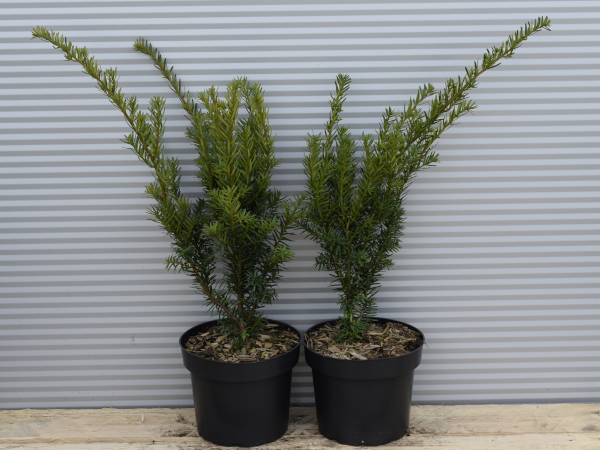 Cis pośredni FARMEN - sadzonki w doniczkach C3