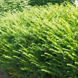 Cis pośredni FARMEN - sadzonki