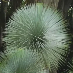 Juka (Yucca rostrata) SAPPHIRE SKIES - sadzonki