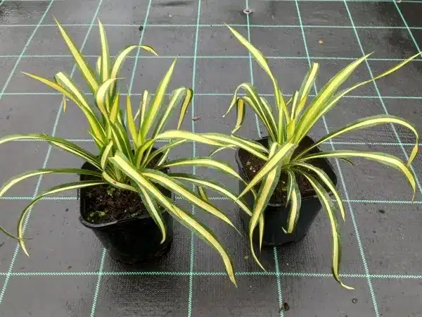 juka-jukka-karolinska-color-guard-sadzonki-w-doniczkach-c2 Juka karolińska (Yucca) COLOR GUARD - sadzonki w doniczkach C2