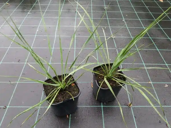 Juka (Yucca rostrata) SAPPHIRE SKIES - sadzonki w doniczkach C2