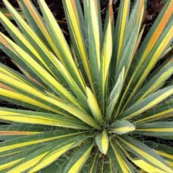 Juka karolińska (Yucca) COLOR GUARD - sadzonki