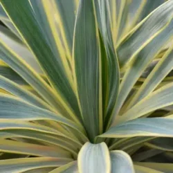Juka wspaniała (Yucca gloriosa) VARIEGATA - sadzonki