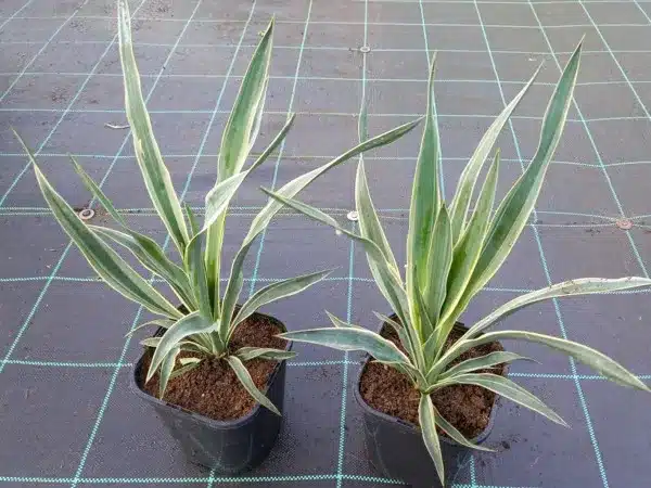 Juka wspaniała (Yucca gloriosa) VARIEGATA - sadzonki w doniczkach C2