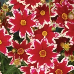 Nachyłek okółkowy RUBY FROST - sadzonki