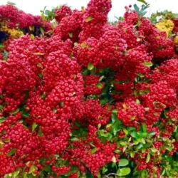 Ognik szkarłatny SAPHYR ROUGE 'Cadrou' PBR - sadzonki C2