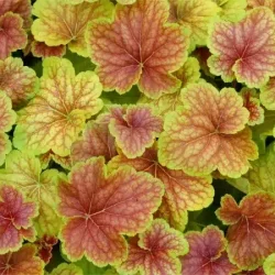 Żurawka DELTA DAWN - sadzonki