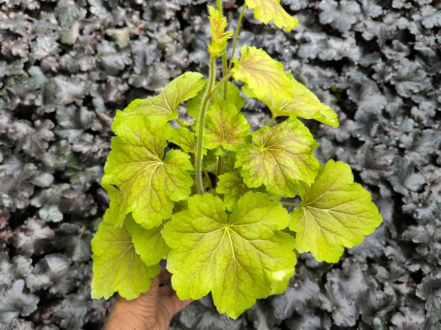 Żurawka DELTA DAWN - Sadzonki w doniczkach P13