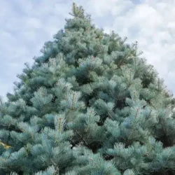 Jodła kalifornijska - sadzonki w doniczkach C3