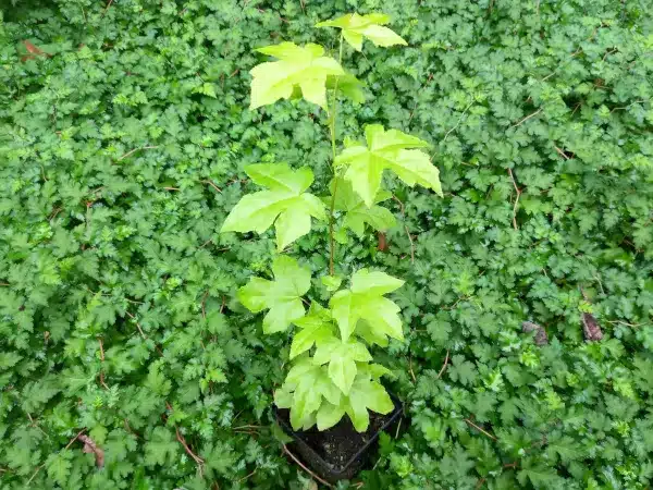 Ambrowiec balsamiczny (amerykański) - sadzonki w doniczkach P11