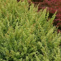 Berberys thunberga KELLERIS - sadzonki