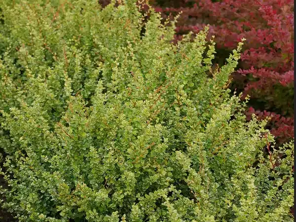 berberys-thunberga-kelleris-sadzonki-5 Berberys thunberga KELLERIS - sadzonki