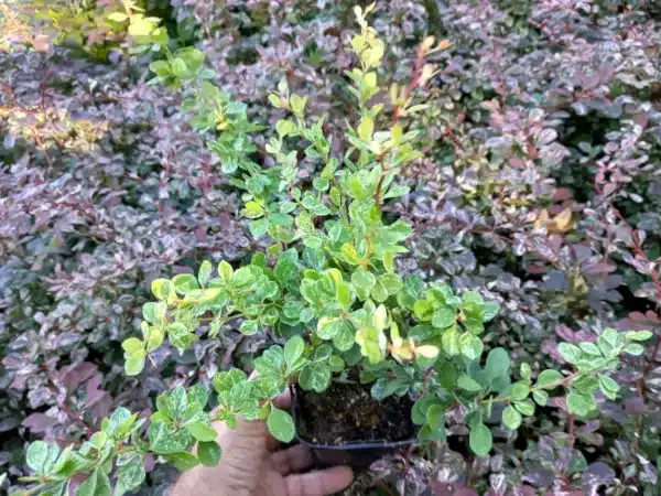 berberys-thunberga-kelleris-sadzonki-p9 Berberys thunberga KELLERIS - sadzonki w doniczkach P9