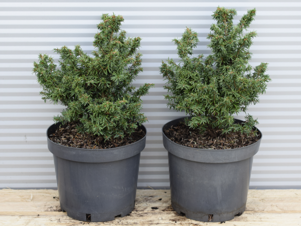 Choina kanadyjska JERVIS - sadzonki w doniczkach C3