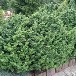 Choina kanadyjska JERVIS - sadzonki