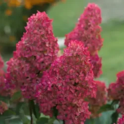 Hortensja bukietowa FRAISE MELBA 'Renba' - sadzonki