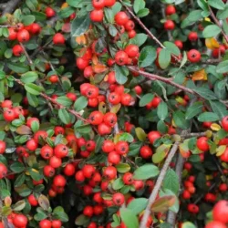 Irga URSYNÓW - sadzonki