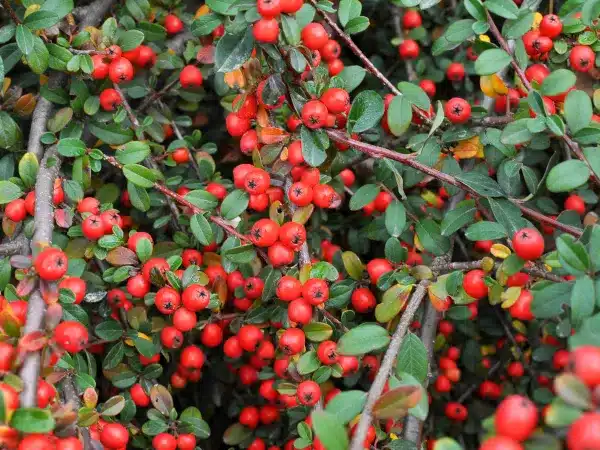 Irga URSYNÓW - sadzonki