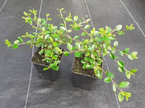 Irga URSYNÓW - sadzonki w doniczkach P9