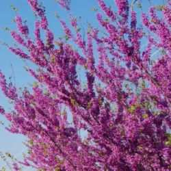 Judaszowiec chiński AVONDALE - sadzonki C3