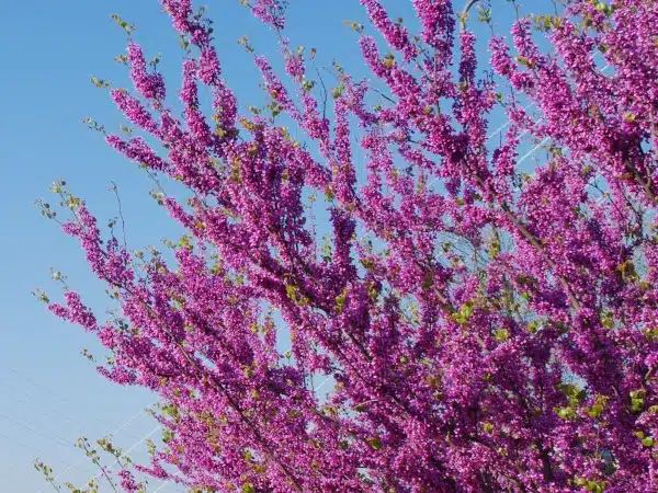 judaszowiec-chinski-avondale-sadzonki-1-cc Judaszowiec chiński AVONDALE - sadzonki C3