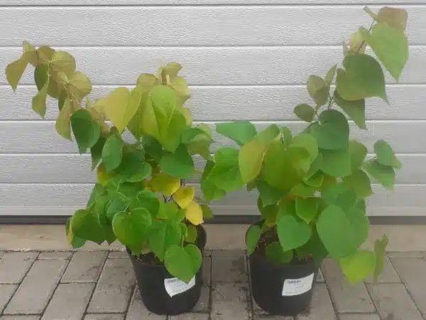 judaszowiec-chinski-avondale-sadzonki-c4 Judaszowiec chiński AVONDALE - sadzonki w doniczkach C3