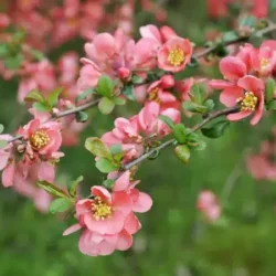 Pigwowiec pośredni PINK LADY - sadzonki