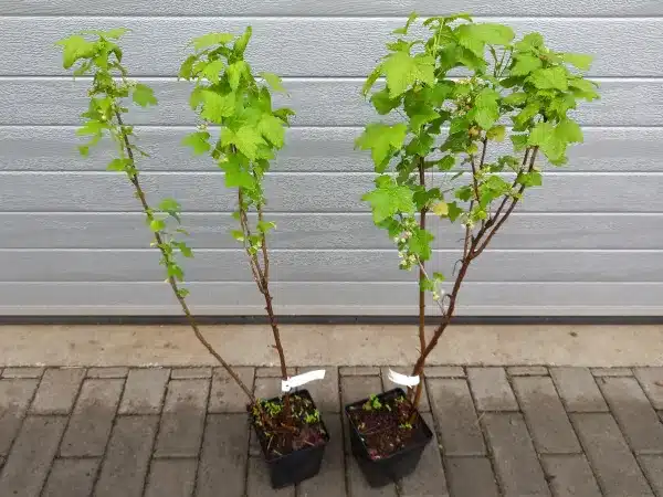 porzeczka-czarna-sofijewska-sadzonki-p13 Porzeczka czarna SOFIJEWSKAJA - sadzonki w doniczkach P13