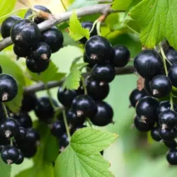 Porzeczka czarna SOFIJEWSKAJA - sadzonki